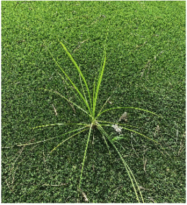 weeds growing in artificial grass